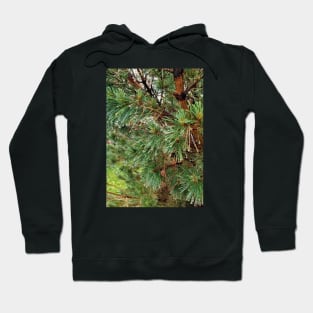 Raindrops on Spruce Needles Hoodie